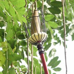 Apakah yang perlu saya perhatikan semasa menuai epal?